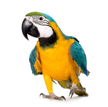 parrot